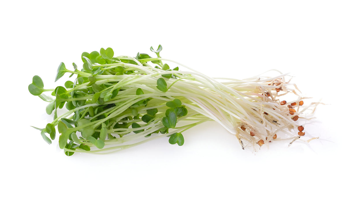 ALFALFA SPROUT RETAIL 12/40Z