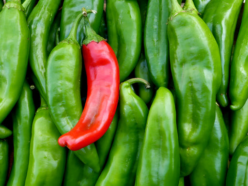 Chile New Mexico - 25 (25 lb), ASDS-AFRIVANA Bulk Wholesale Marketplace