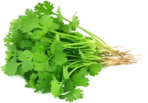 Coriander (Cilantro) 50 (50 lb)