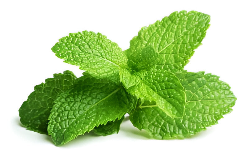 HERB MINT 40Z