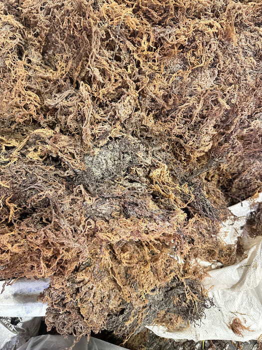 Wildcrafted Raw Seamoss (Tanzania)