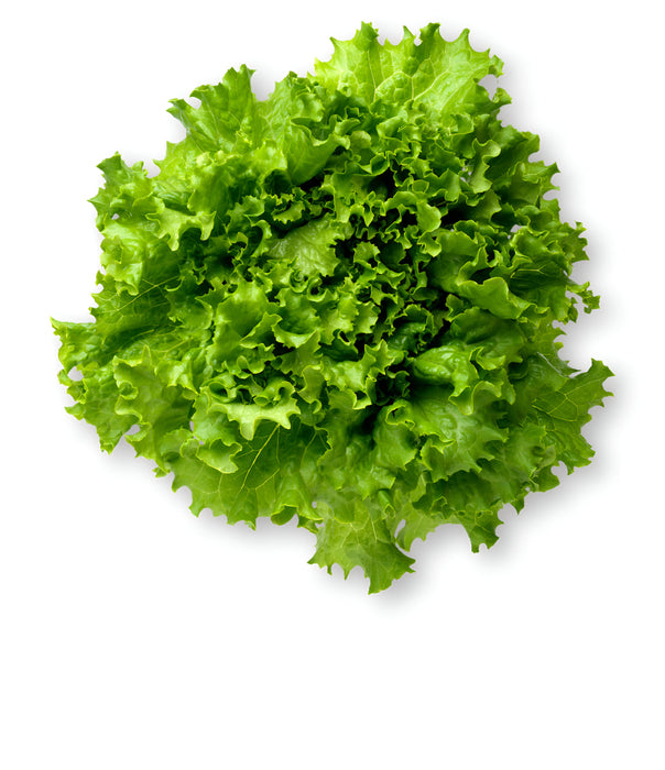 LETTUCE GREEN LEAF CALIF. 24CT