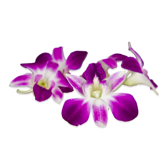ORCHIDS 100CT