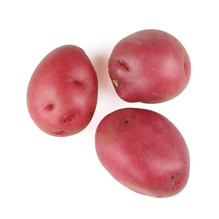 POTATO RED B #2 50LB