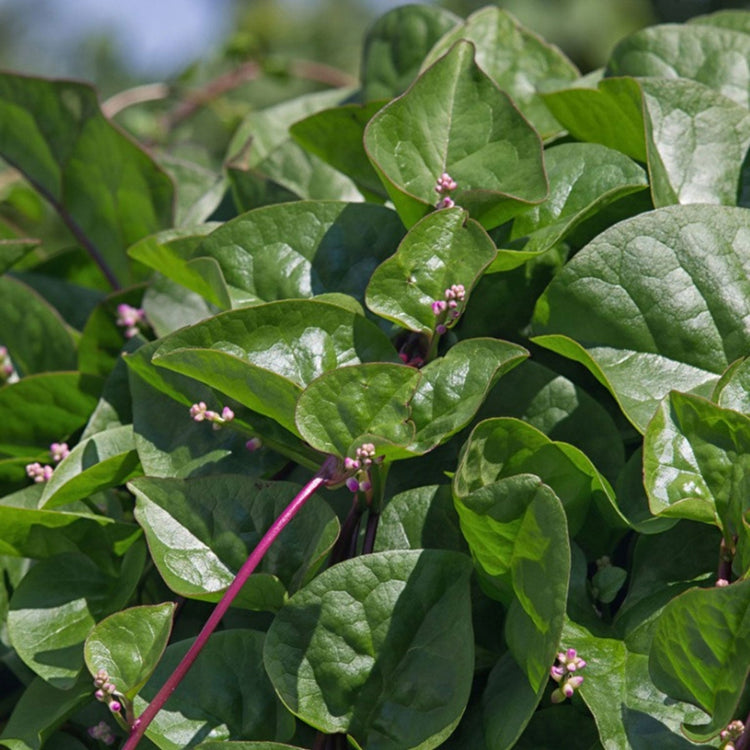 Poi Leaves 20LB