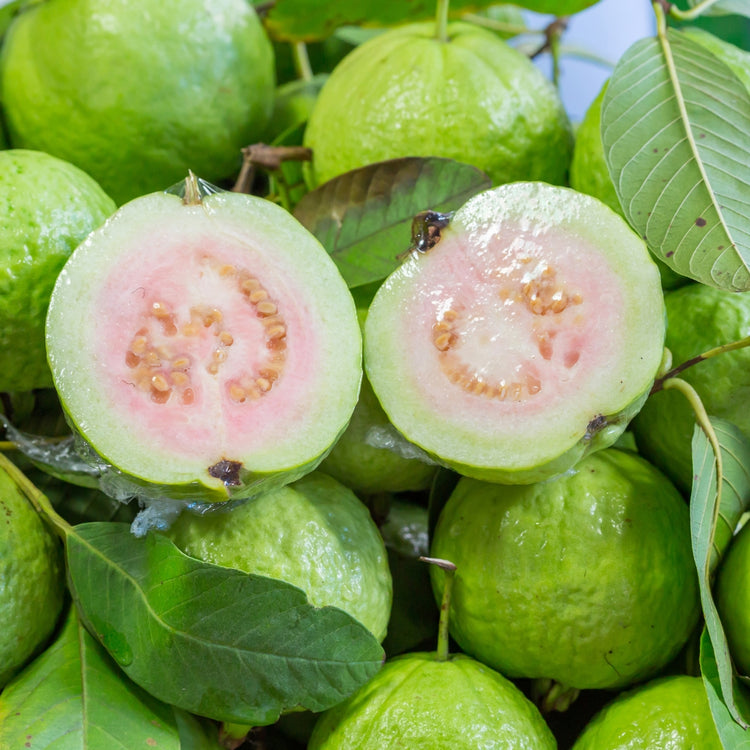 Thai Guava 20LB