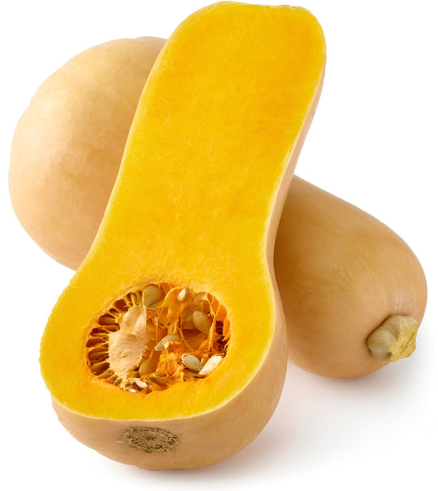 SQUASH BUTTERNUT CT