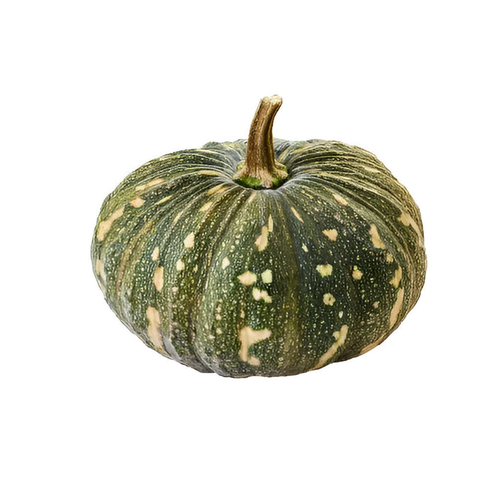 SQUASH KABOCHA CT